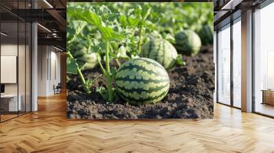 Green watermelon plants on the ground  Wall mural