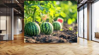 Green watermelon plants on the ground  Wall mural