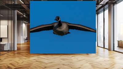 Canada Goose (Branta canadensis) in Flight Wall mural