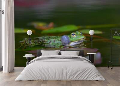 Common Water Frog (Pelophylax esculentus) Calling Wall mural