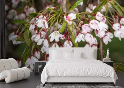 Flowering Weeping or Yoshino Cherry (Prunus x yedoensis 'Shidare-Yoshino') Wall mural