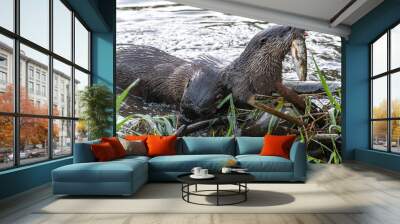 North American River Otter (Lontra canadensis) Wall mural