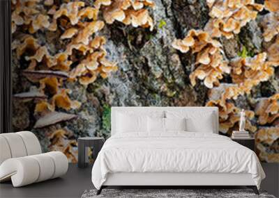 624-34 Shelf Fungi II Wall mural