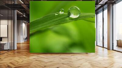 leaf with rain droplets - Stock Image Wall mural