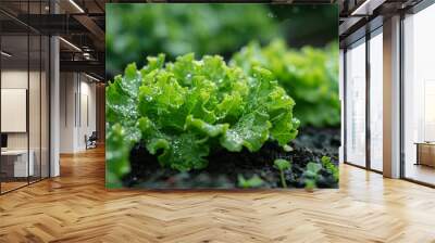 Beautiful green salad with dew drops close-up Wall mural