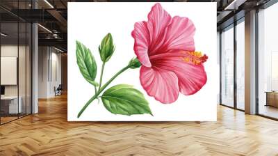 Hibiscus flower  isolated white background, botanical illustration, tropical flower, red flora watercolor Wall mural