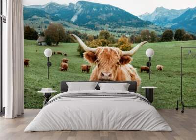 Highland Cow  Wall mural