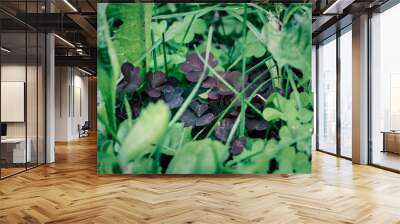 Macro photo of nature plant green, blue and black color clover. Background texture clover for good luck growing in the meadow Wall mural