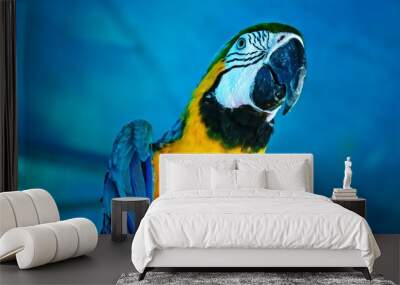 Portrait of blue and yellow macaw parrot in aviary close-up. Holds food in paw. Side front view Wall mural