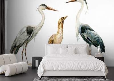 set birds bittern, heronon isolated white background, watercolor illustration Wall mural