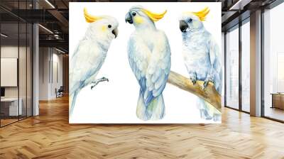 set of parrots, white cockatoo on an isolated white background, watercolor drawing, clipart tropical birds Wall mural