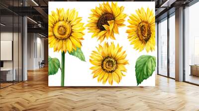 set sunflowers, isolated white background, watercolor illustration, botanical painting, summer flowers Wall mural