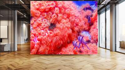 Coral reef aquarium with small  fishes Wall mural