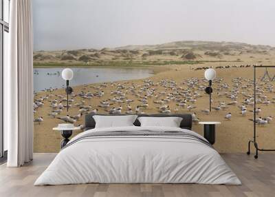 Sand dunes on the beach and flock of least tern birds. Guadalupe Dunes National Wildlife reserve, California Wall mural