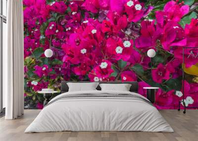 Vibrant bougainvillea showcasing pink petals and delicate white flowers. Wall mural