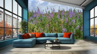 Wildflowers close-up. Silver Lupine (Lupinus argenteus) in bloom, silvery-green leaves line the stems, and violet, pea-like flowers. Wall mural