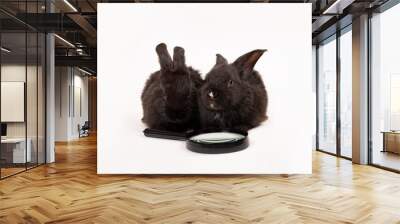 Two black rabbits isolated on a white background with magnifying glass. Hare is a symbol of 2023 by an eastern calendar. Pet school. Online distance education concept. Clever animal. Stationery store Wall mural