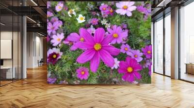 Cosmos bipinnatus, commonly called garden cosmos or Mexican aster Wall mural