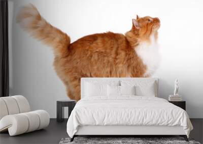 red cat walking isolated over white background Wall mural