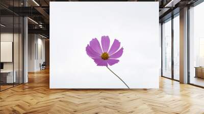 Pink cosmos flower on white background Wall mural