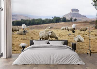 Sheep in the Free State Wall mural