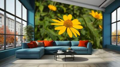 yellow flowers in nature closeup Wall mural