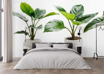 Set of plant isolated on white background Wall mural