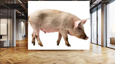 Side angle of a domestic pig, white or transparent background. Wall mural