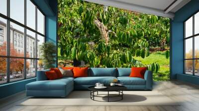 Excelsa coffee tree Wall mural