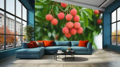 Fresh ripe lychee fruit hang on the lychee tree in the garden Wall mural