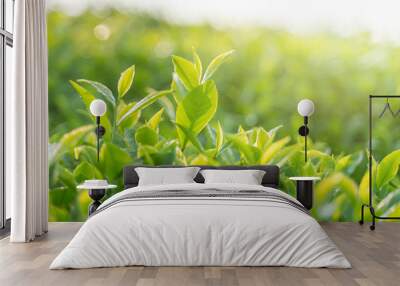 Green tea buds and leaves at early morning on plantation Wall mural