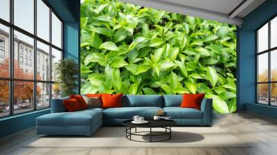 Green tea leaves in a tea plantation in morning Wall mural