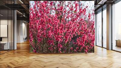 Peach flowers in the garden in blossoming time Wall mural