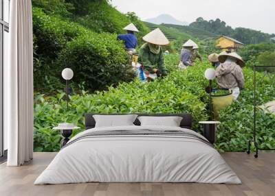 Vietnamese women picking tea leaves at a tea plantation. Wall mural