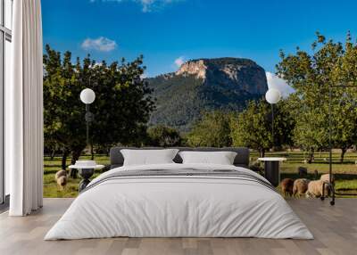 sheeps on the field with trees and sky on the balearic island with Castillo de Alaró in the background of Mallorca, Spain Wall mural