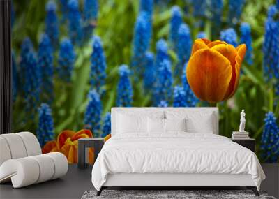 0173 Tulpe im falschen Beet Wall mural