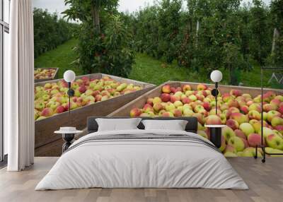 apple harvest Wall mural