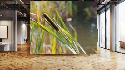 cattail at pond Wall mural