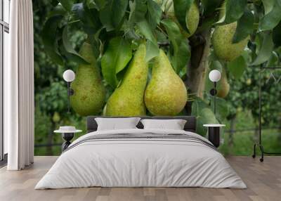 pear tree Wall mural