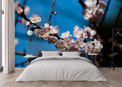 close up branch full of Japanese cherry blossoms 2 Wall mural