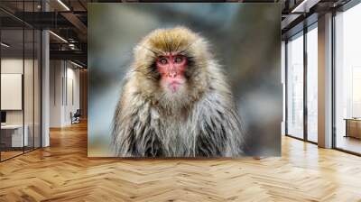 close up face of Japanese macaque snow monkey 4 Wall mural