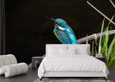 common kingfisher perched beside Izumi River 7 Wall mural