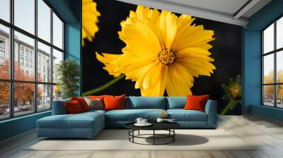 Golden Cosmos flower in bloom 2 Wall mural