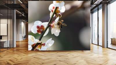 honey bee visiting white plum blossoms 2 Wall mural