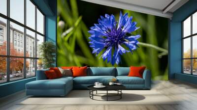 single blue corn flower blooms above grass field 2 Wall mural