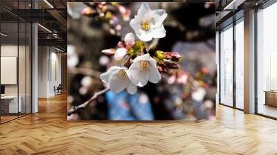 White Japanese yoshino cherry blossoms 2 Wall mural