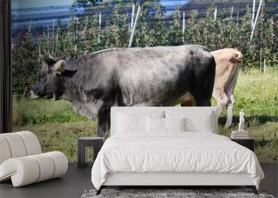 cow on a meadow Wall mural