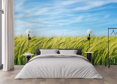 Barley Fields Under a Blue Sky with Soft Clouds Wall mural