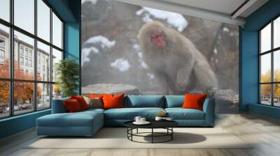 Snow monkey taking the hot spring, in Nagano, Japan Wall mural