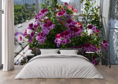 Beautiful pelargonium with pink and white flowers grows in small urban garden on the balcony. Wall mural